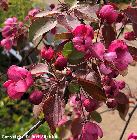 Malus Purpurea-Ryhm 'Kuningatar', purppuraomenapuu.jpg